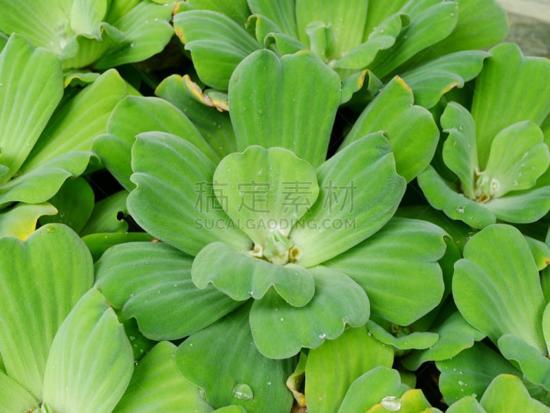 叶子,自然,绿色,水浮莲,背景,水,美,水生植物,水平画幅,枝繁叶茂