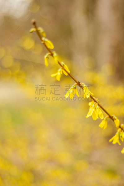 柔焦,特写,仅一朵花,黄色,小酒杯,艾许维尔,印象主义,垂直画幅,北卡罗来纳,美