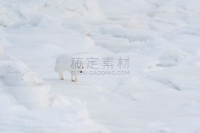 加拿大,北极狐,自然,寒冷,野生动物,水平画幅,马尼托巴湖,可爱的,雪,无人