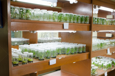 实验室,微生物,生物科技,水平画幅,科学实验,科学,科学家,架子,生物学,茎
