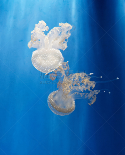 水族馆,水母,大特写,垂直画幅,水,美,水平画幅,水下,异国情调,触须