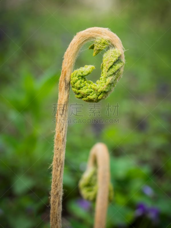 蕨菜,特写,蕨类,垂直画幅,无人,植物,大特写,森林,肉桂蕨,生长