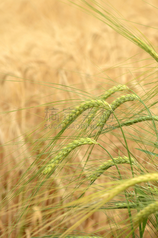 大麦,垂直画幅,风,无人,夏天,户外,干的,图像,特写