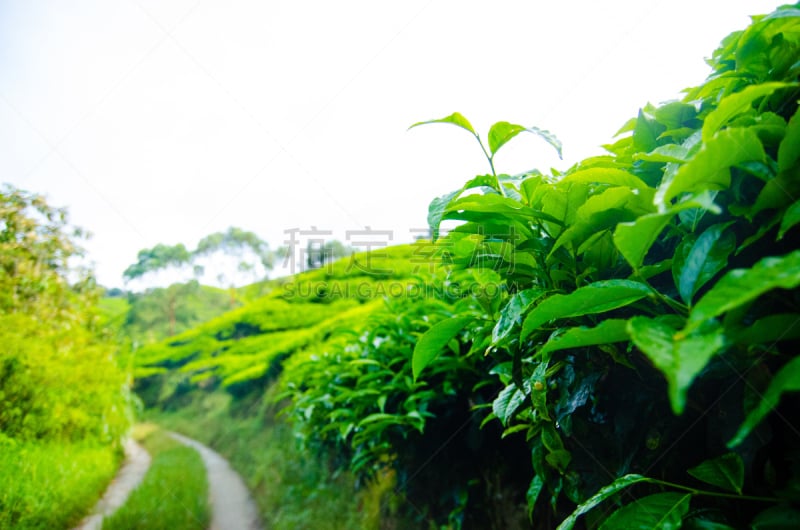 马来西亚,茶树,金马仑高原,斯里兰卡,种植园,天空,夏天,农作物,热带气候,清新