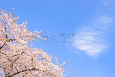 桜の花。日本の象徴的な花木。