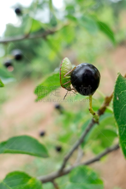 农业,昆虫,green shield bug,垂直画幅,气候,草原,能源,无人,夏天,生物学