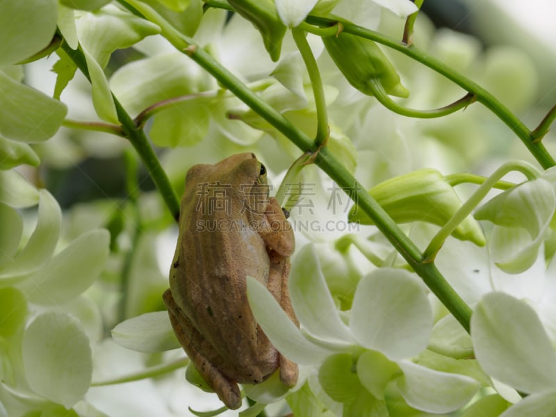 兰花,蛙,公亩,蝌蚪,虎,自然,美,水平画幅,握紧,花