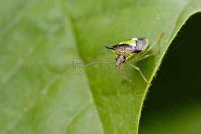 山楂盾蝽,叶子,昆虫,动物,图像,绿色,heteroptera,盾蝽,山楂,褐色
