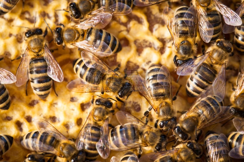 昆虫群,大特写,蜂窝,蜜蜂,推铅球,蜂王,beekeeper,蜂蜡,养蜂,水平画幅