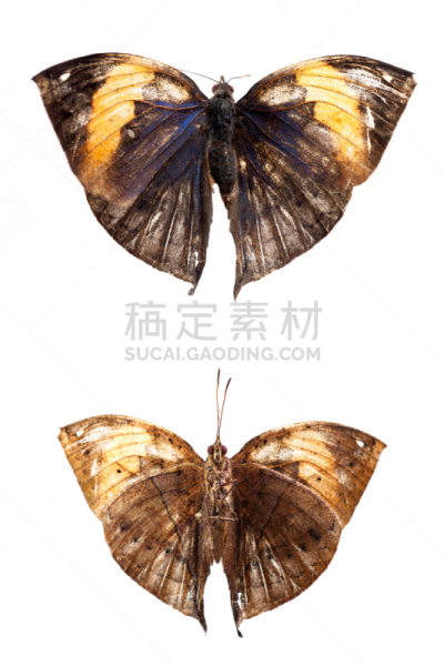 泰国,白色背景,分离着色,垂直画幅,普通七叶树蝶,退化单眼,摄影