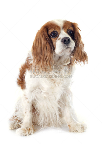 骑士,布莱尼姆,查理王小猎犬,斯班尼犬,垂直画幅,褐色,纯种犬,无人,白色背景,小狗