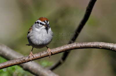 chipping sparrow,自然,褐色,野生动物,水平画幅,鸟类,野外动物,黑色,北美,北美歌雀