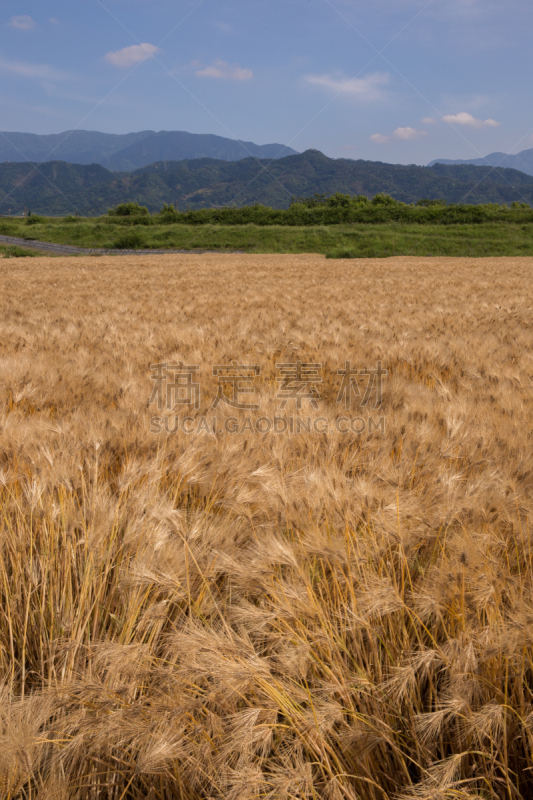 黄色,小麦,红松,田地,自然,垂直画幅,褐色,日本,外壳,夏天