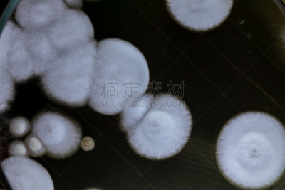 个性,微生物学,细菌,大群动物,实验室,土样,皮氏培养皿,盘子,生长,教育