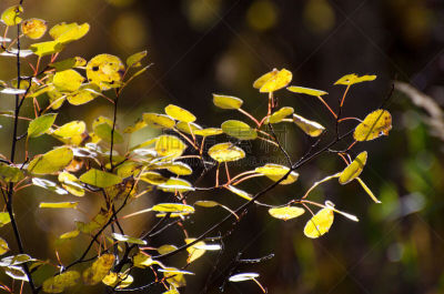 叶子,秋天,色彩鲜艳,枝,水平画幅,马尼托巴湖,九月,草原,户外,阿西尼博因公园