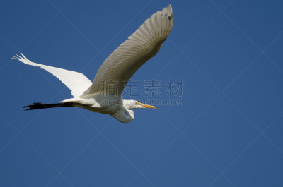 蓝色,大白鹭,天空,自然,野生动物,水平画幅,白鹭,无人,鸟类,野外动物