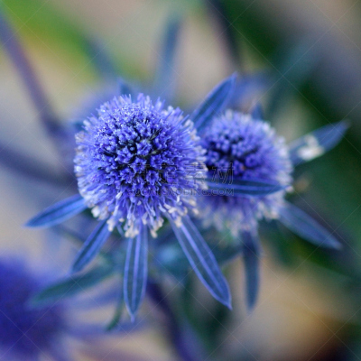 海冬青树,flat sea holly,自然,图像聚焦技术,选择对焦,植物,无人,蓝色,方形画幅,特写