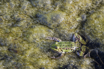 绿色,青蛙,藻类,自然,水,富营养化水体,水平画幅,无人,生物质,水蛙