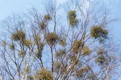 榭寄生,白桦,天空,欧洲,大量物体,灌木,枝,蓝色,白果槲寄生,生长