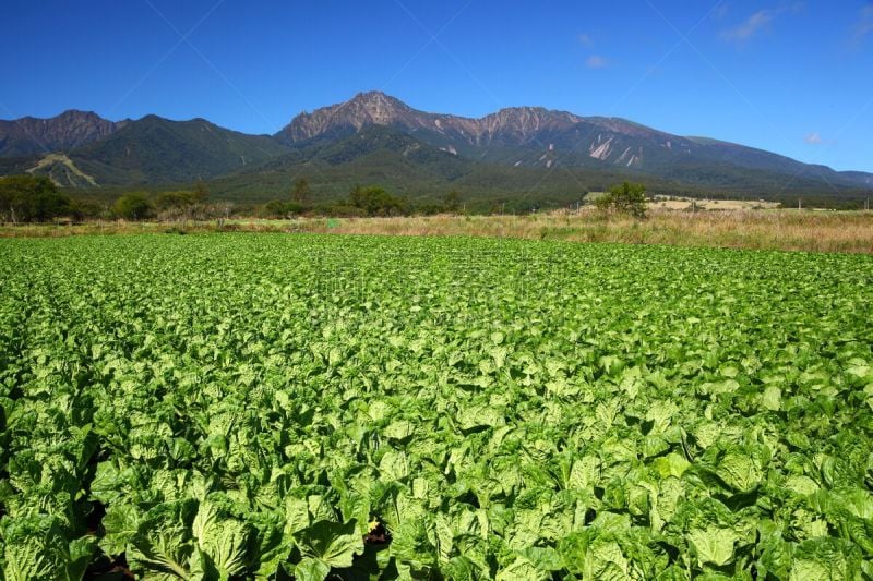 蔬菜,田地,山,巴岳山,油菜,避暑圣地,长野县,地球女神,农业,清新