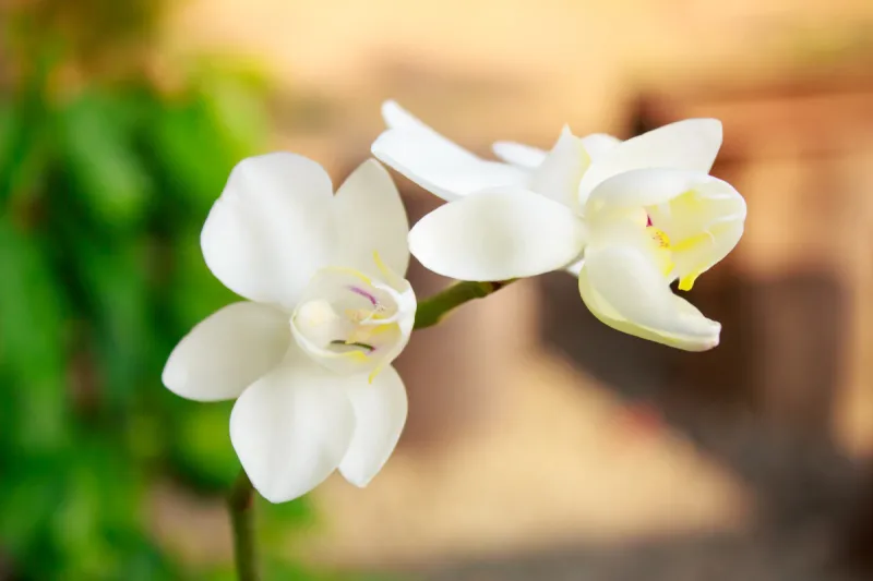 蝴蝶兰 白色 特写 兰花 野生动物 泰国 公园 植物 背景 花图片素材下载 稿定素材
