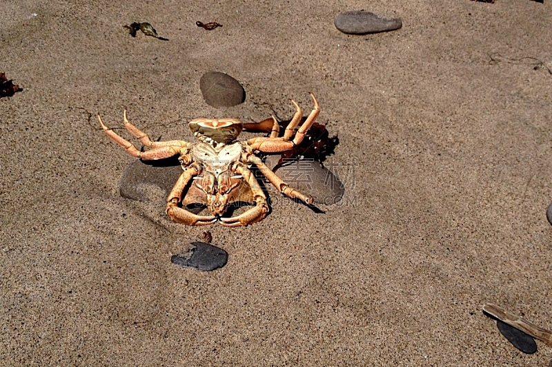 螃蟹,海滩,浪漫,逃避现实,动物,海岸线,爪,澳大利亚,夏天,户外