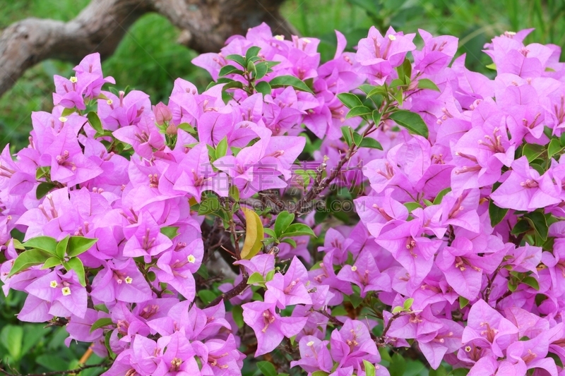 三角梅,园林,自然,自然美,紫色,花卉花环,品红色,植物园,美