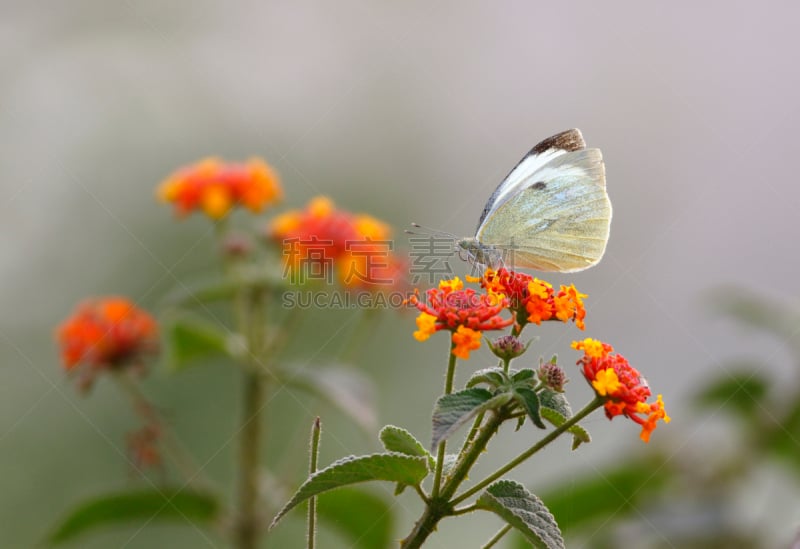 大白蝴蝶,仅一朵花,pipevine swallowtail butterfly,马利筋;,水平画幅,蝴蝶,无人,动物身体部位,夏天,户外