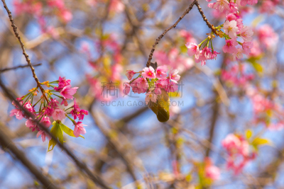 东京,日本,花朵,上野公园,樱之花,上野区,江户时代,水平画幅,山,樱花