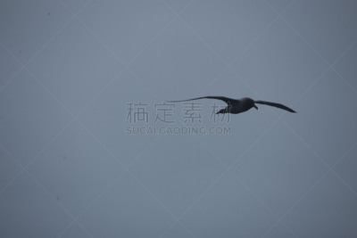 南冰洋,在上面,美国,水平画幅,无人,鸟类,海鸥,简单,海洋,摄影