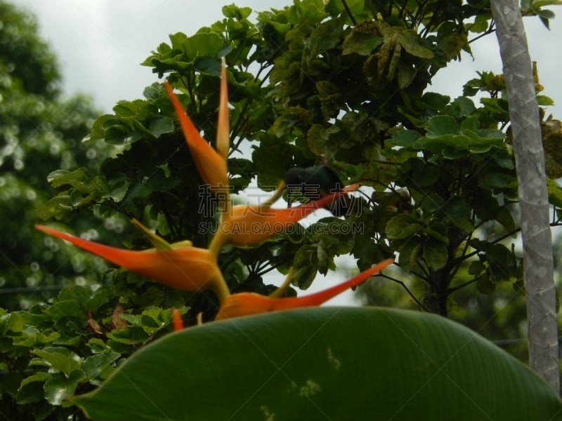 高,parrot's beak海里康属植物,lobster claw 海里康属植物,生态学家,海里康属,生态保护区,亚马逊雨林,亚马逊地区,委内瑞拉,环保人士