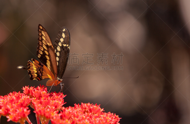 anise swallowtail,美,水平画幅,蝴蝶,动物身体部位,夏天,茴芹,户外,彩色图片