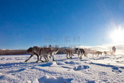 狗,动物雪车,团队,狗拉雪橇驾驶员,水平画幅,雪,忙碌,户外,哺乳纲,运动