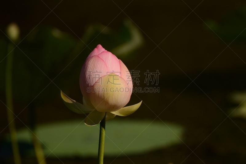 夏天,自然美,春天,植物,万寿菊,背景,自然,红色,季节,图像