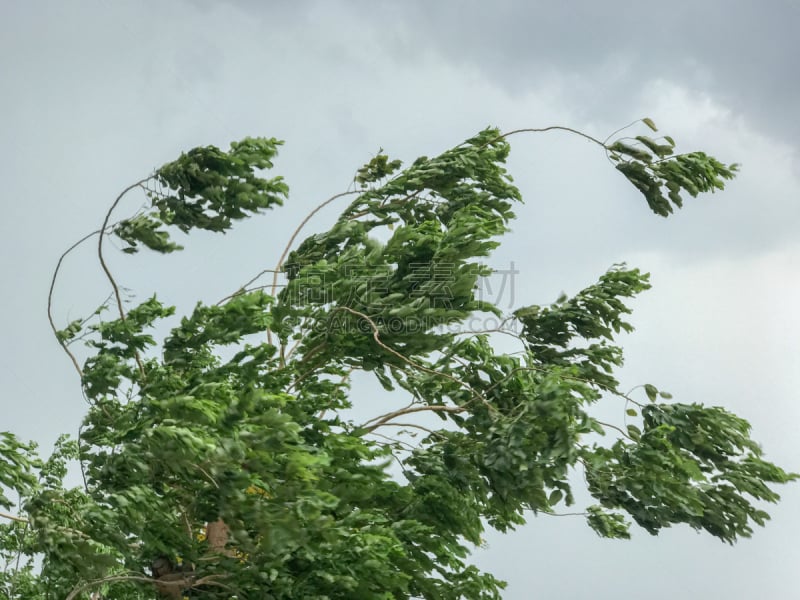 风,重的,暴风雨,台风,暴雨,飓风,郊区,物理压力,水,天空