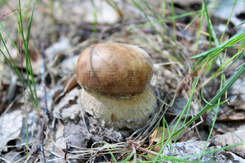 草,小的,美味牛肝菌,自然美,票根,Porcini Mushroom,孢子,山毛榉树,美,褐色