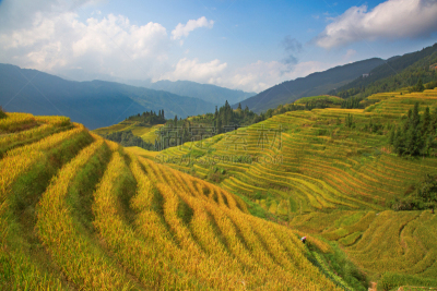 稻,梯田,龙脊梯田,农业,传统,桂林,景观设计,食品,环境,枝繁叶茂