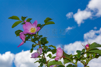 灌木,野玫瑰,花朵,冷肉卷,格兰迪伯瑞尔,锦葵属,美,水平画幅,无人,法式食品