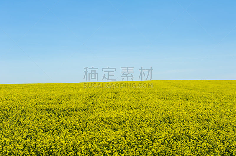芸苔,天空,田地,蓝色,油菜花,在下面,水平画幅,夏天,农作物,植物