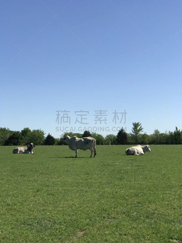 大梵天,母牛,三只动物,垂直画幅,美,褐色,家庭生活,动物身体部位,组物体,肉