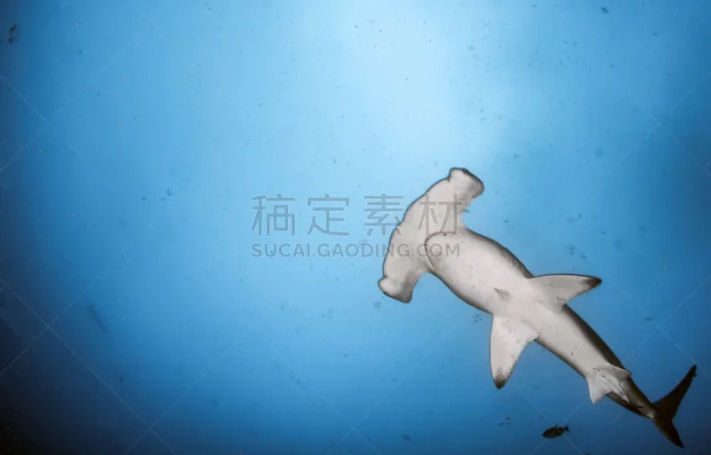 双髻鲨 哥斯达黎加 椰子岛 锤头鹭 水中呼吸器 鲨鱼 鱼群 水肺潜水 热带鱼 礁石图片素材下载 稿定素材
