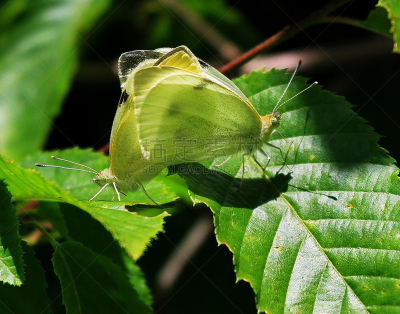 clouded yellow butterfly,云,自然,水平画幅,蝴蝶,无人,动物交配,动物习性,夏天,云硫蝴蝶