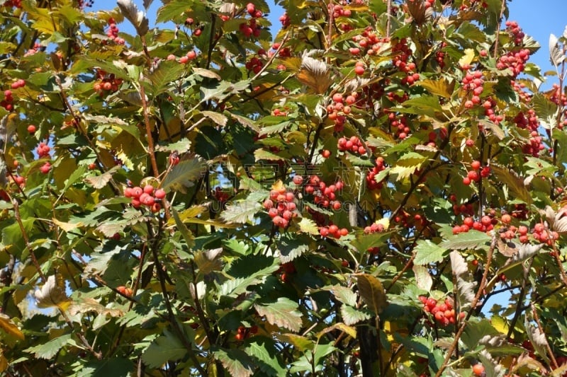 白花楸,秋天,浆果,熟的,天空,水平画幅,枝繁叶茂,无人,户外,植物