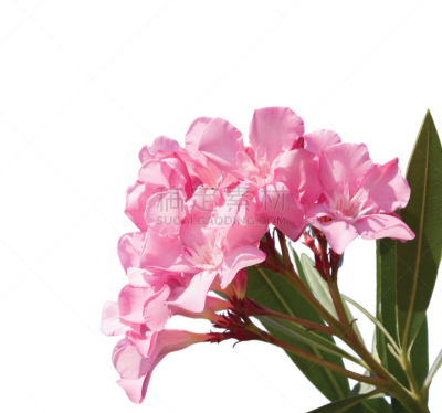 夹竹桃,粉色,仅一朵花,咸海,自然,水平画幅,无人,嫩枝,白色背景,夏天