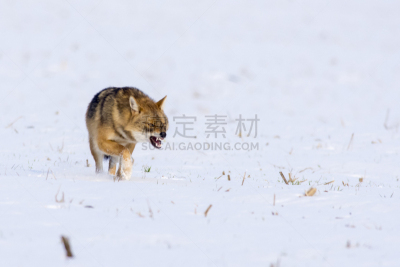 冬天,豺,深雪,半熟品,哺乳纲,草,动物,自然荒野区,户外,看