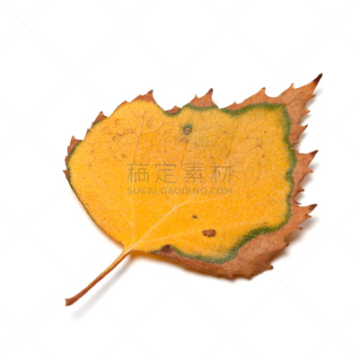干的,叶子,秋天,白色背景,白桦,三角肌,阔叶树,枯萎的,褐色,干花