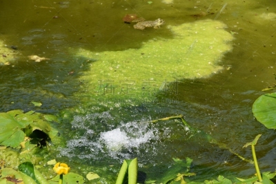 青蛙,水,水面,沟,不卫生的,厌氧菌,牛蛙,注入水,水污染,食肉目