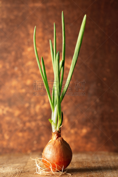 花鳞茎,秧苗,洋葱,根部,绿色,翎毛,生物学,农业,蔬菜,生物钟