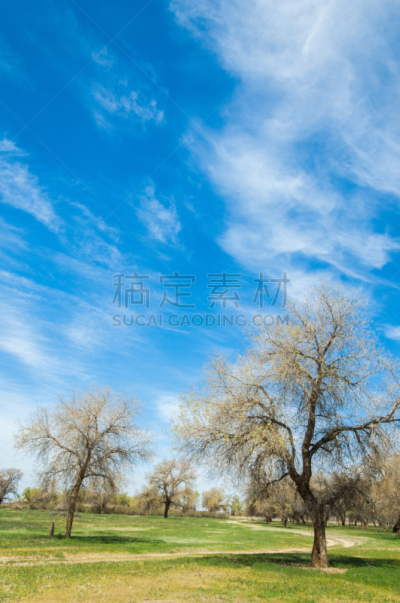 白杨,打虫药,生理盐水,中国西部,微咸水,中亚,北非,飞絮柳,柴火,被侵蚀的