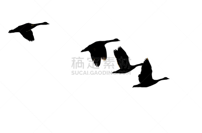 加拿大黑雁,四只动物,白色背景,轮廓,自然,野生动物,美国,水平画幅,雁属,鹅肉